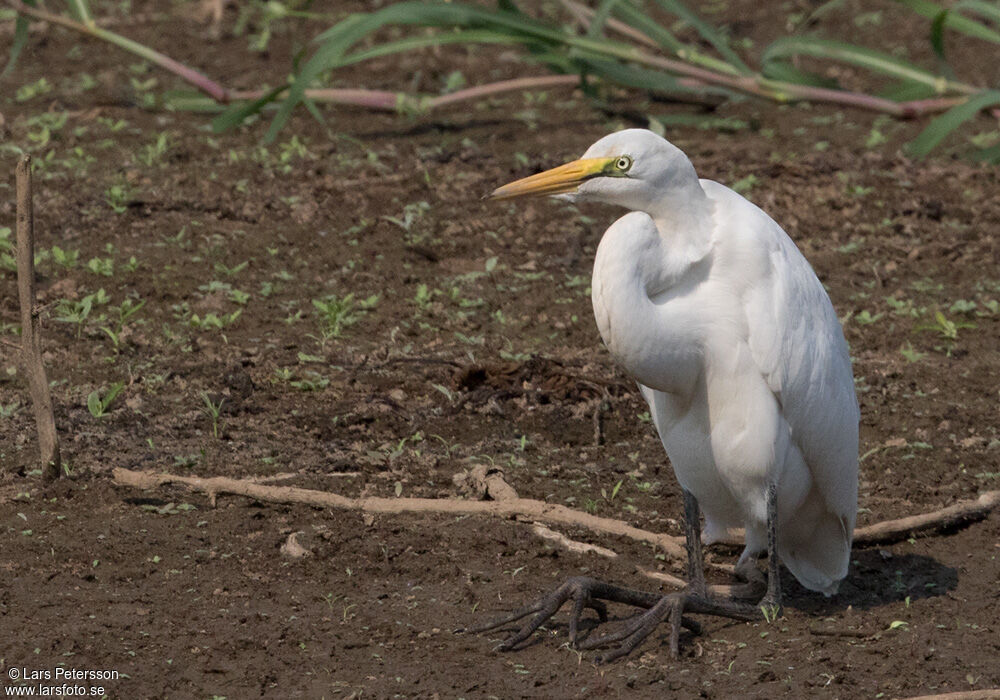 Grande Aigrette