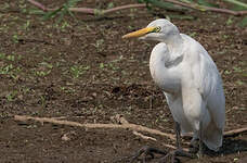 Grande Aigrette