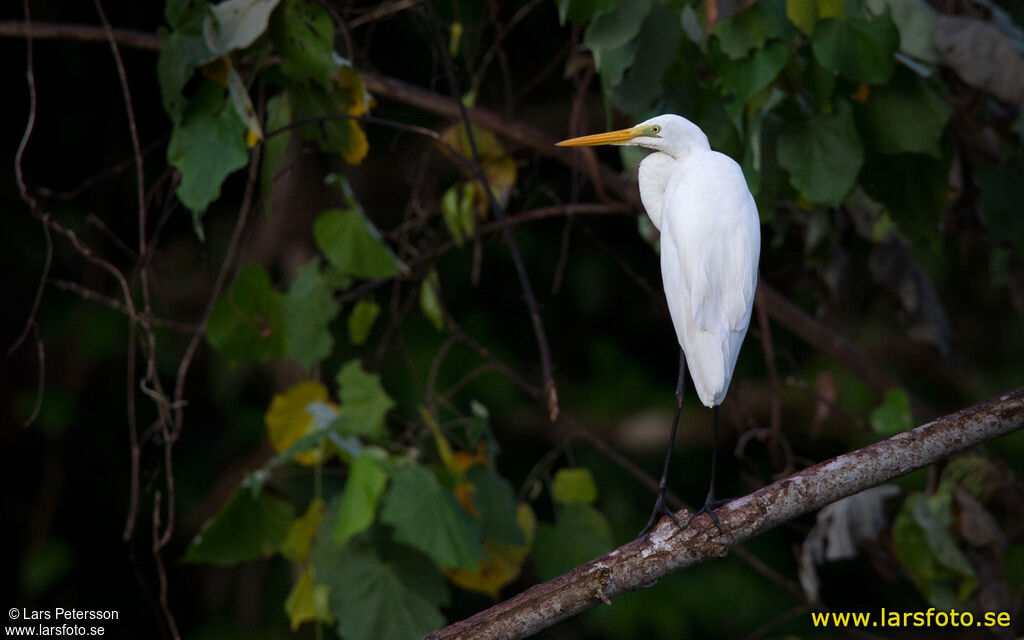 Great Egret