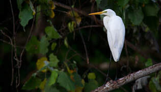 Grande Aigrette