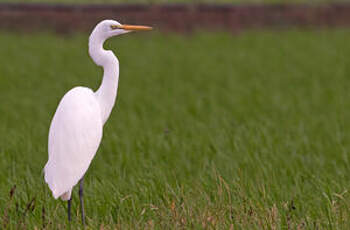 Grande Aigrette