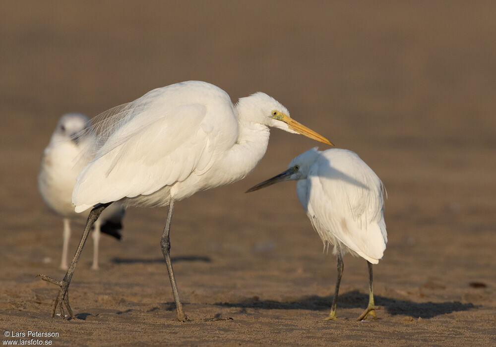 Grande Aigrette