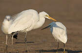 Grande Aigrette