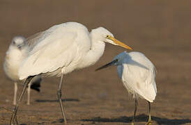 Great Egret