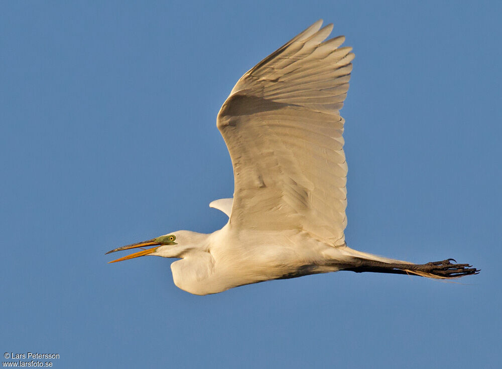 Great Egret