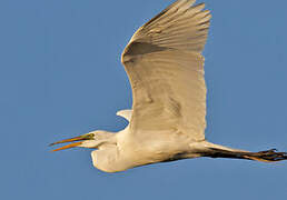 Great Egret