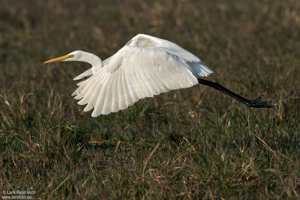 Great Egret