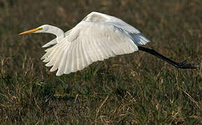 Grande Aigrette