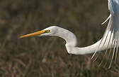 Grande Aigrette