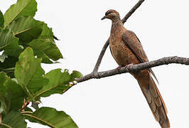 Timor Cuckoo-Dove