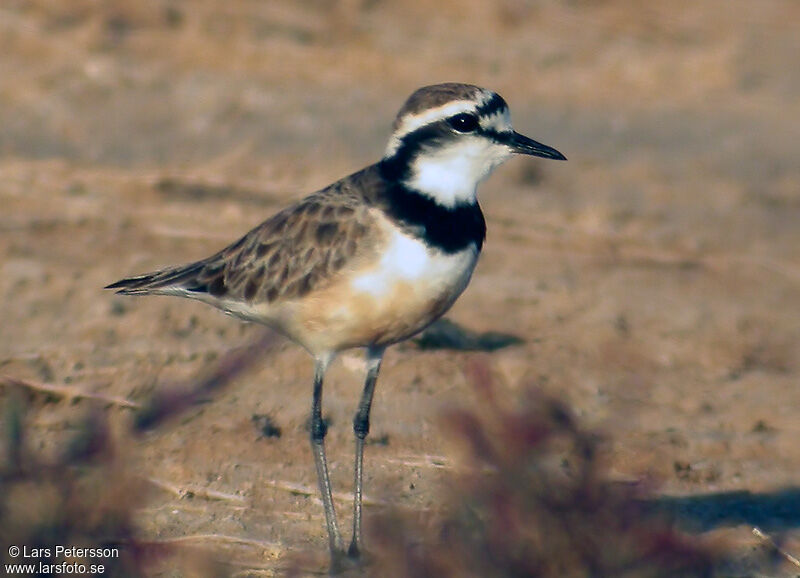 Madagascan Plover