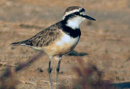 Madagascan Plover