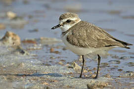 Kentish Plover