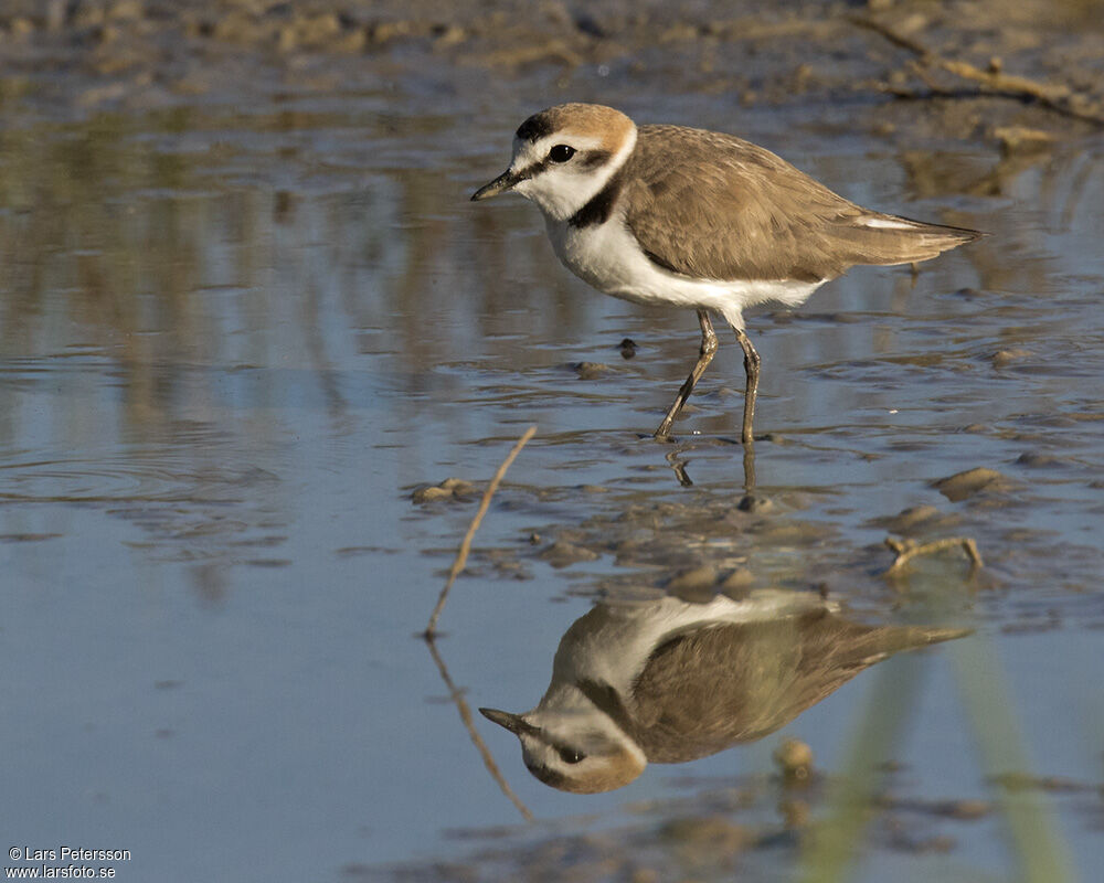 Kentish Plover