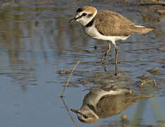 Kentish Plover