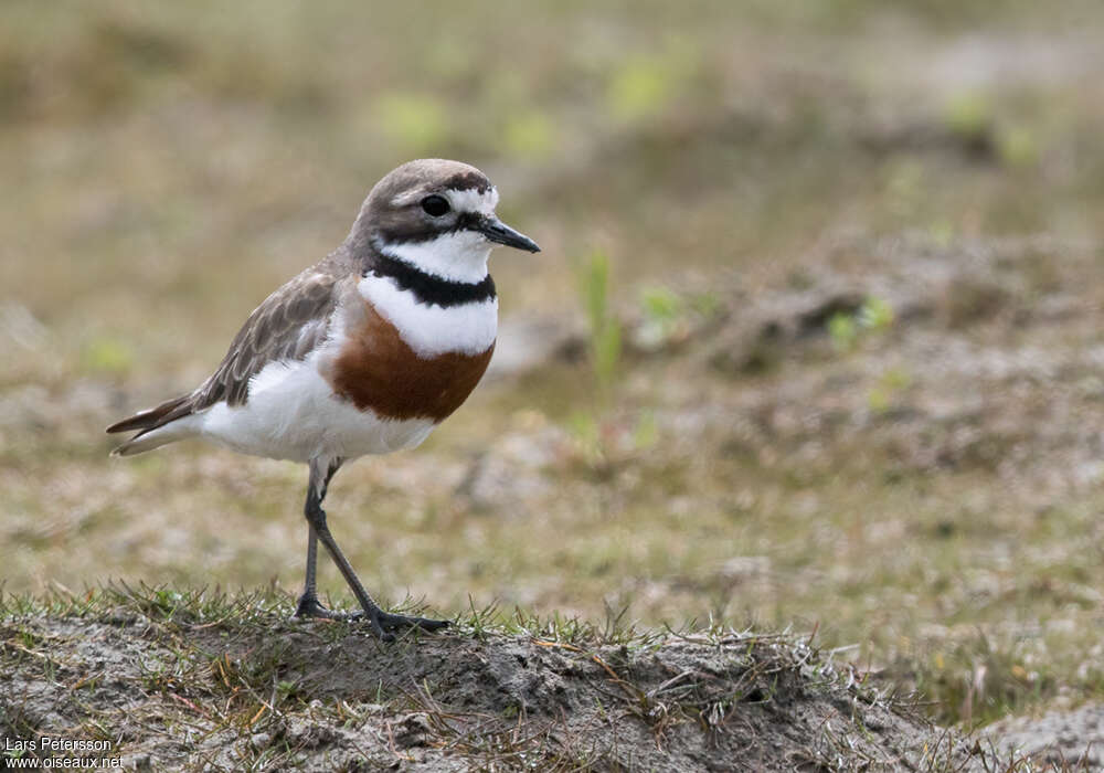 Double-banded Plover