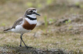 Double-banded Plover