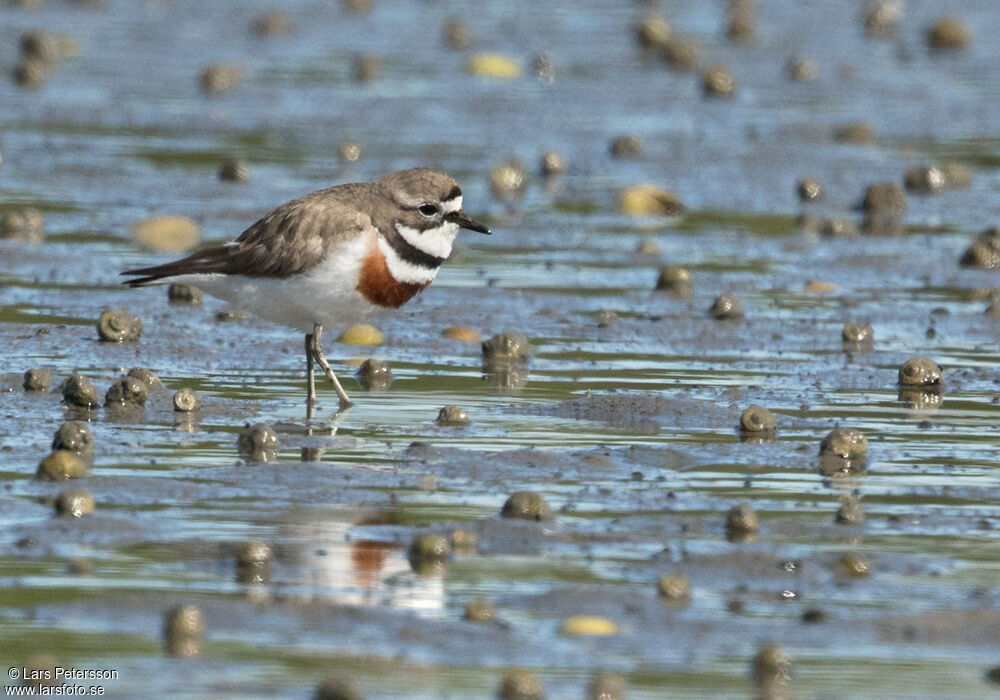 Double-banded Plover