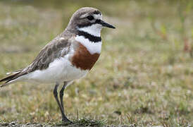 Double-banded Plover