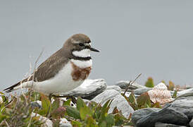 Double-banded Plover