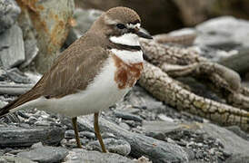 Double-banded Plover