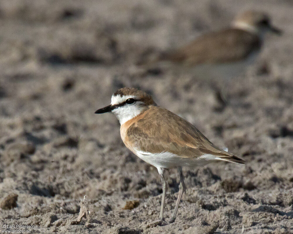 White-fronted Plover