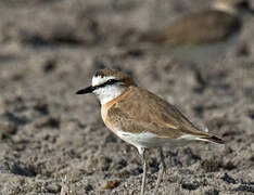 White-fronted Plover