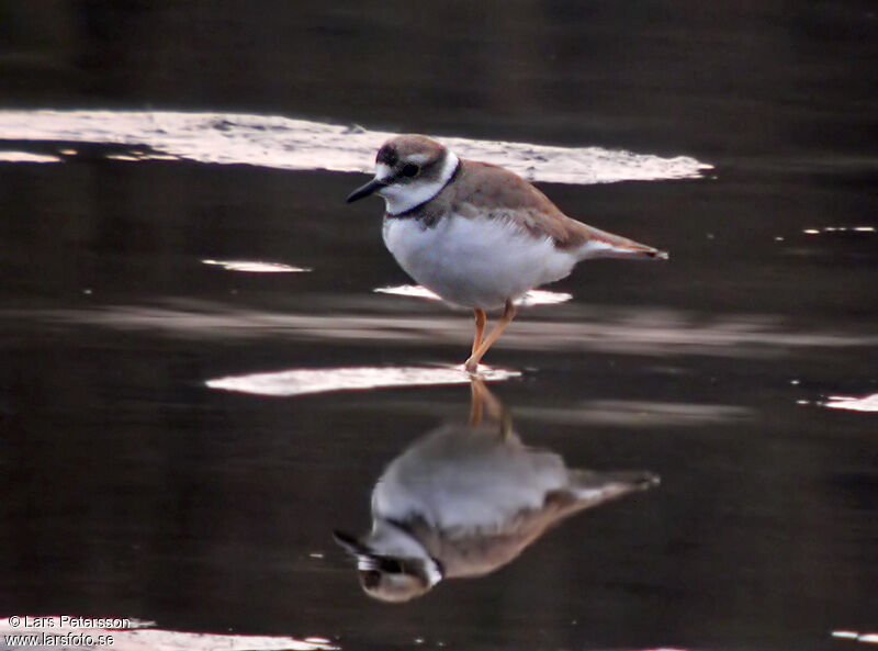 Long-billed Plover