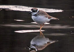 Long-billed Plover