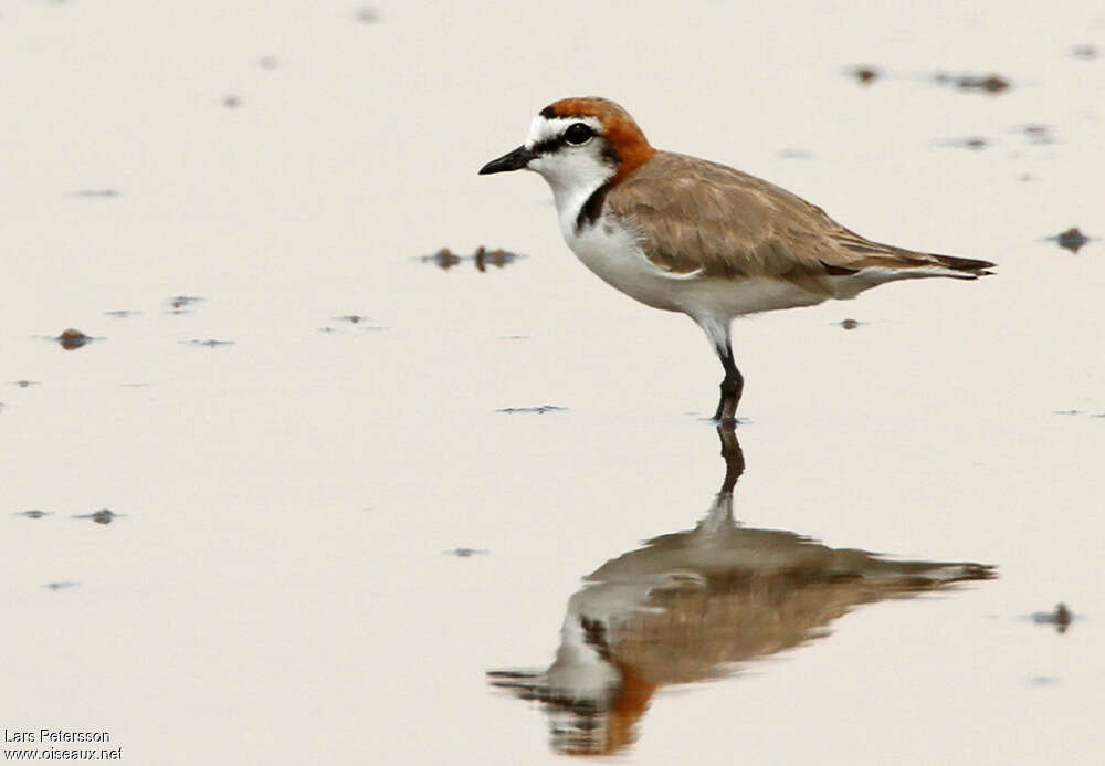 Red-capped Plover male, identification