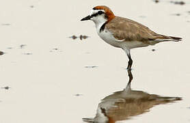 Red-capped Plover