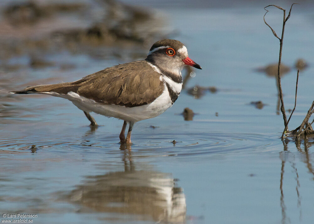 Three-banded Plover