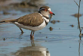 Three-banded Plover