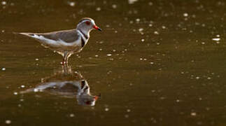 Three-banded Plover