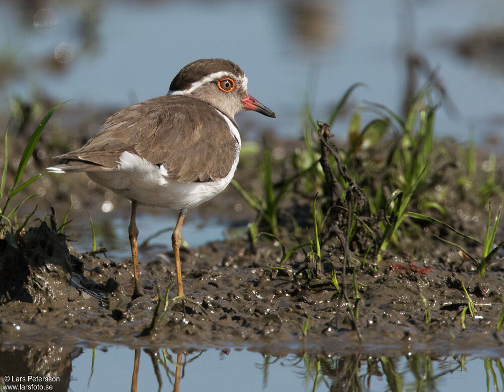 Three-banded Plover