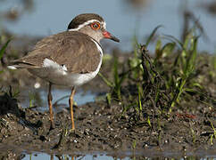 Three-banded Plover