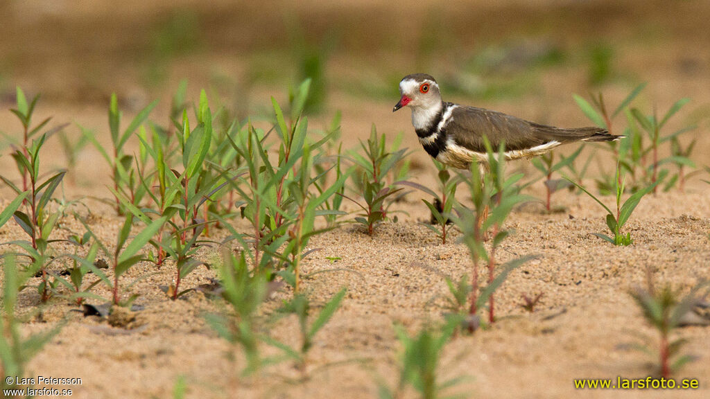 Three-banded Plover