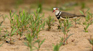 Three-banded Plover