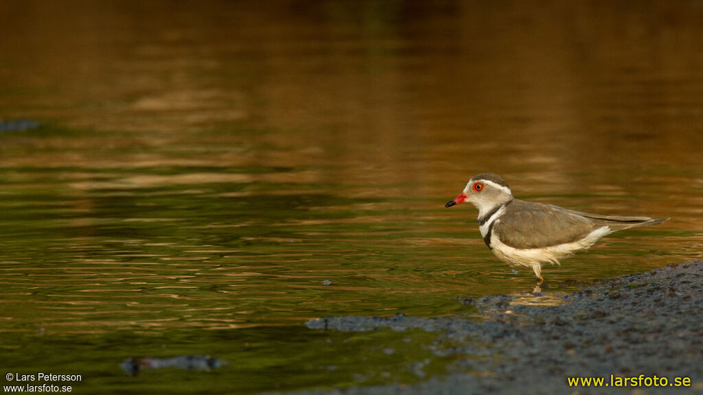 Three-banded Plover