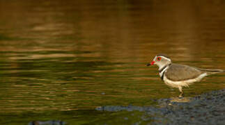 Three-banded Plover