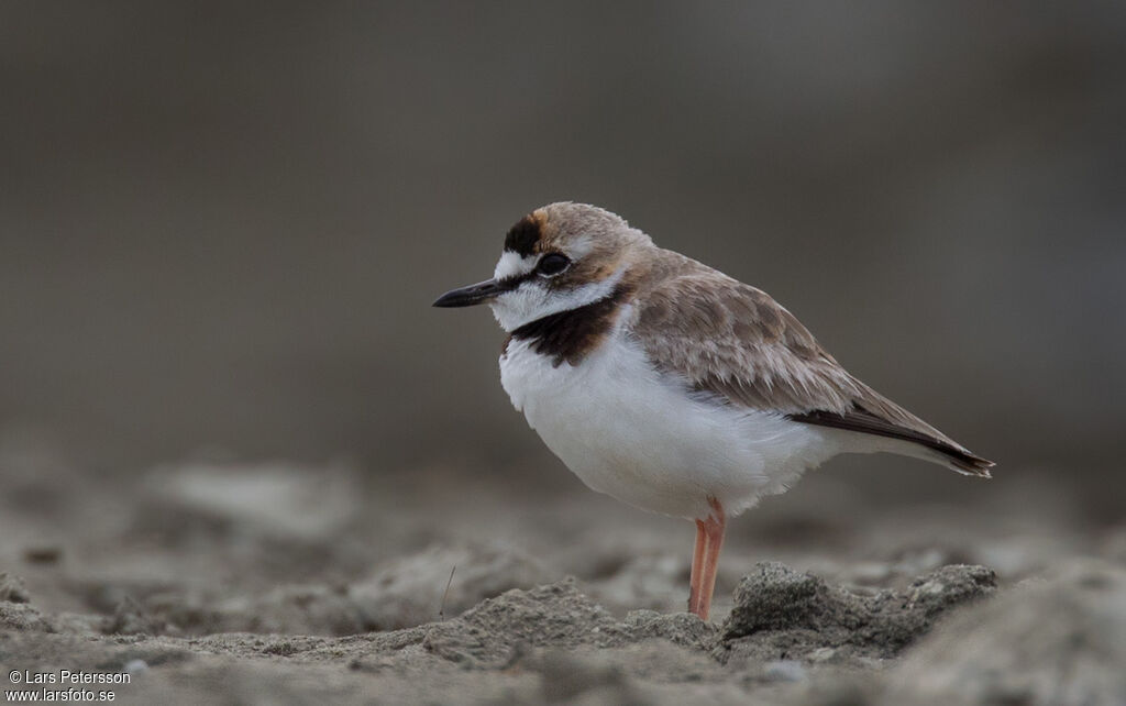 Collared Plover