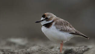 Collared Plover