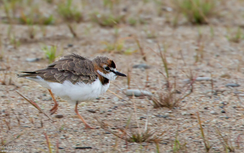 Collared Plover