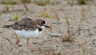 Collared Plover