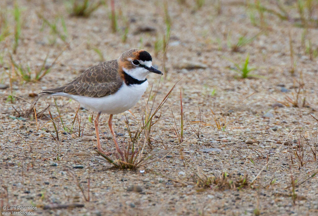 Collared Plover