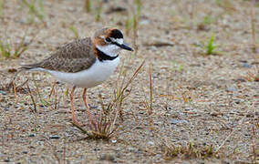 Collared Plover