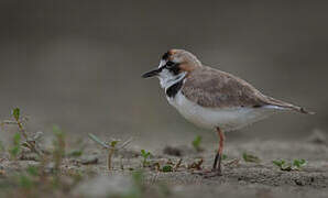 Collared Plover