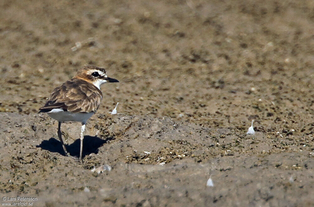 Javan Plover