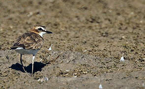 Javan Plover