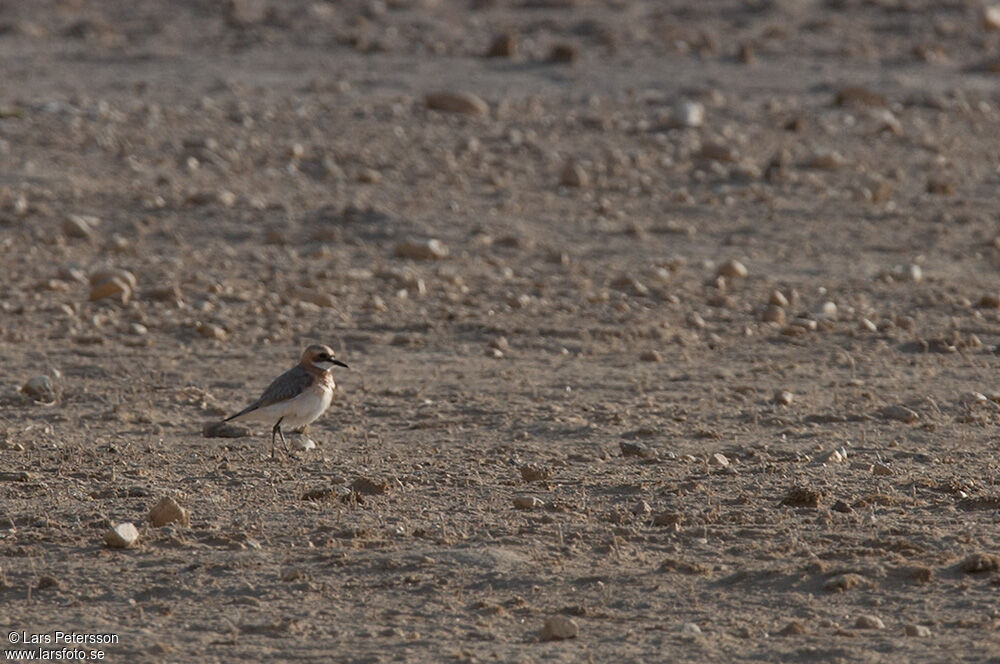 Greater Sand Plover